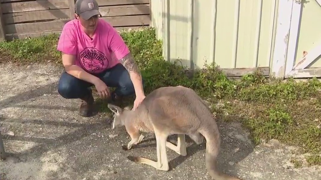 Animal rescue cares for exotic pets